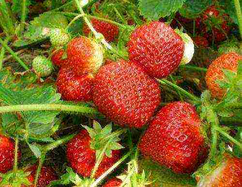 strawberries which varieties are better