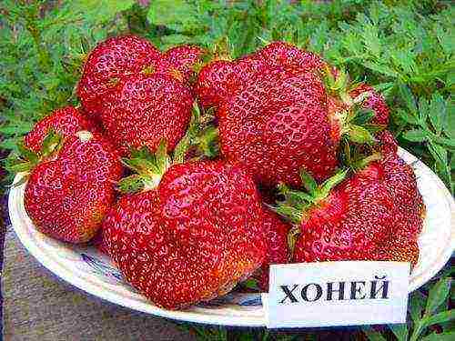 strawberries which varieties are better