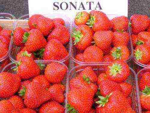 strawberries which varieties are better