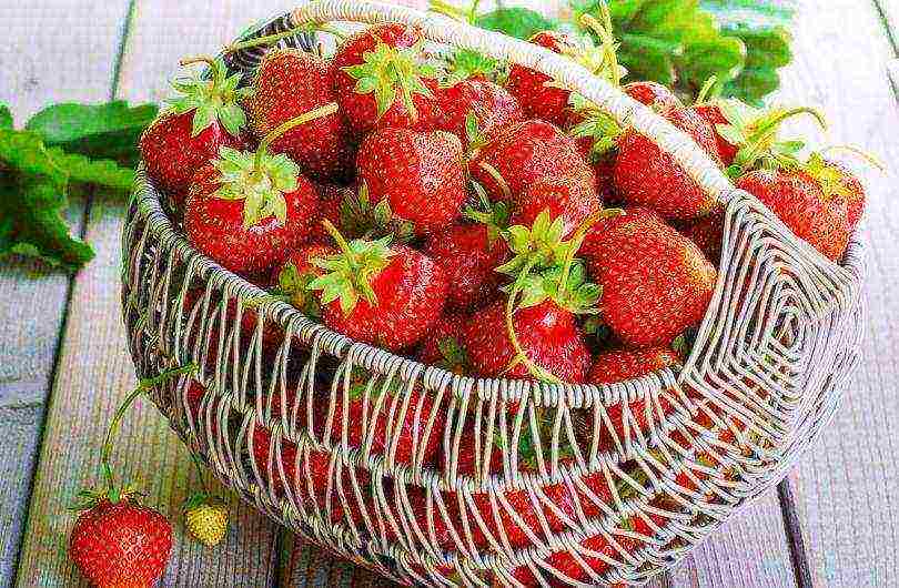 strawberries the best varieties of Ukraine