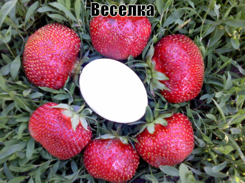 strawberries the best varieties of Ukraine