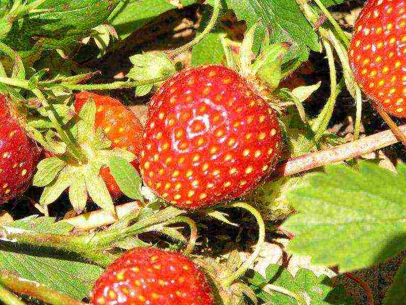 strawberries the best varieties of Ukraine