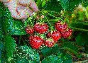 strawberries the best varieties of Ukraine