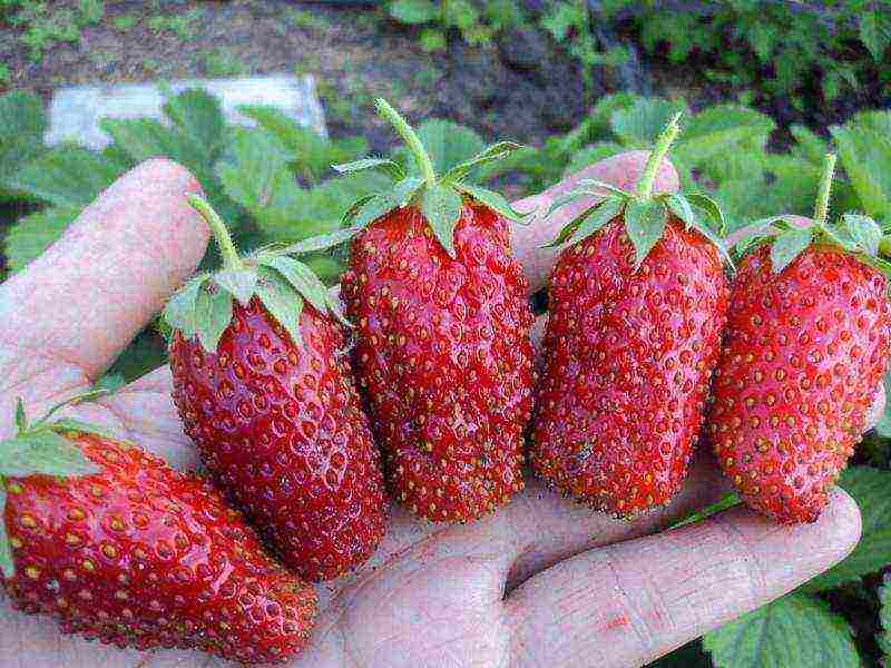 strawberries the best varieties of Ukraine