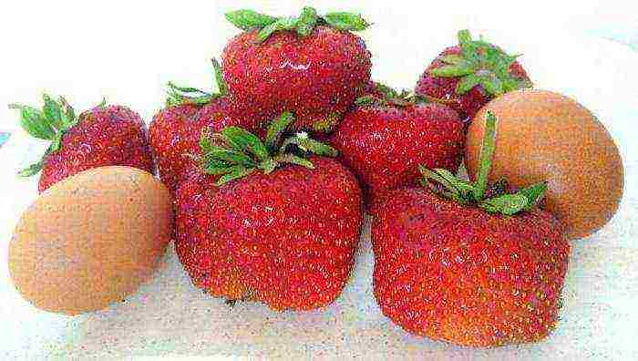 late strawberries best varieties