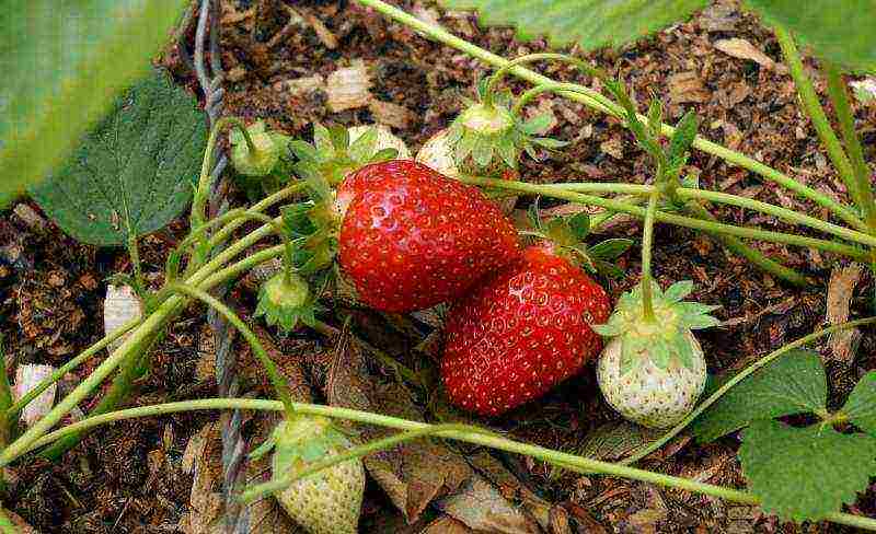 late strawberries best varieties