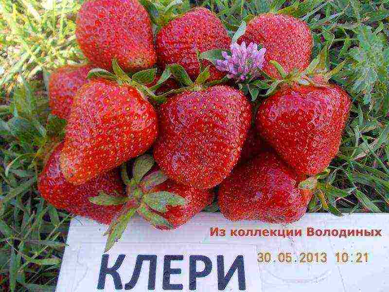 late strawberry best varieties