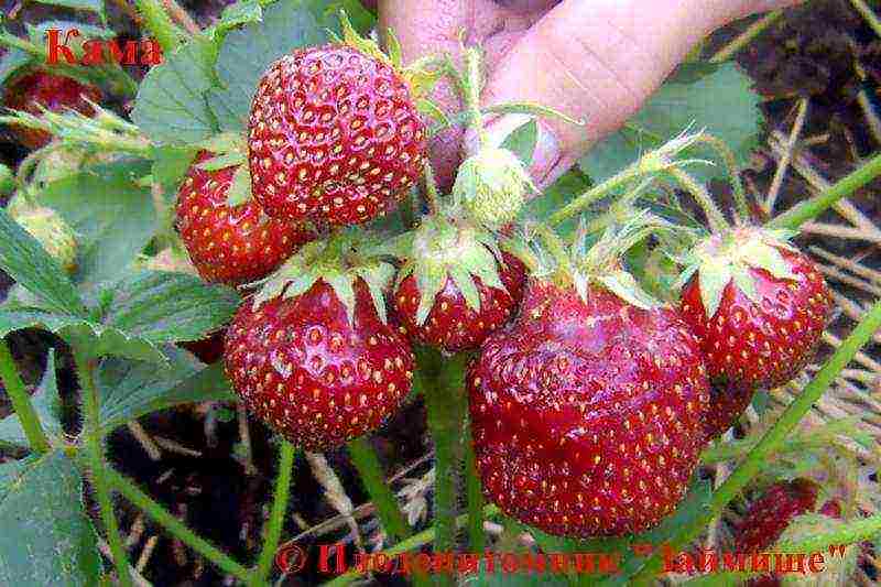 late strawberry best varieties