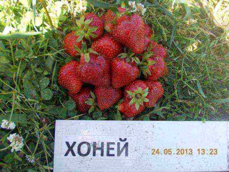 late strawberry best varieties