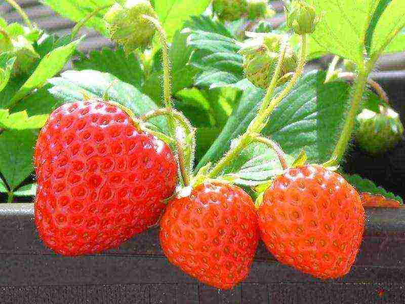 late strawberry best varieties