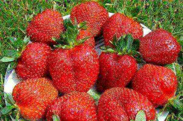 huli na strawberry pinakamahusay na mga pagkakaiba-iba