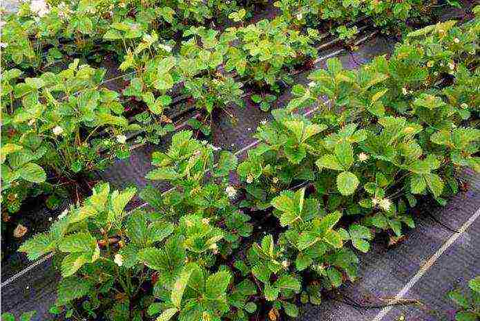 late strawberry best varieties