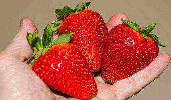 strawberry rating of the best varieties