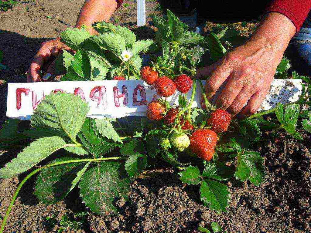 garden strawberry best varieties