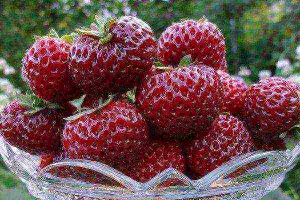 garden strawberry best varieties