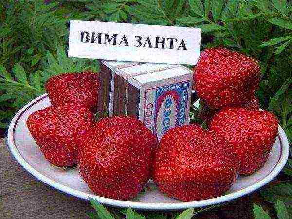 garden strawberry best varieties