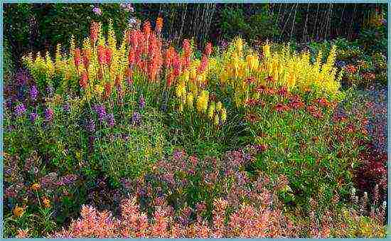 knifofiya planting and care in the open field in siberia