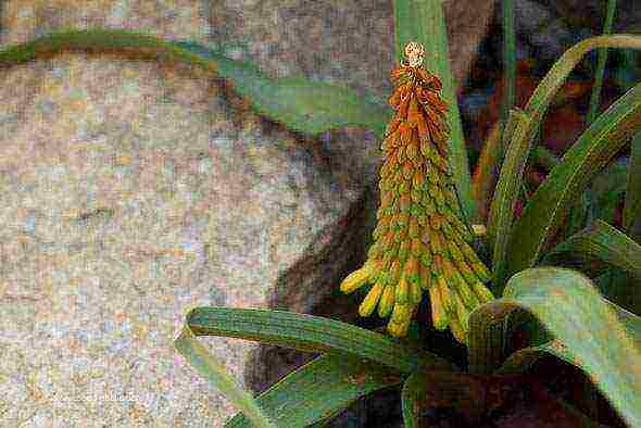 knifofiya planting and care in the open field in siberia