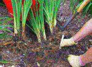 cnifofia berry flamenco planting and care in the open field