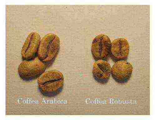the best coffee varieties