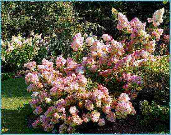 red hydrangea garden planting and outdoor care
