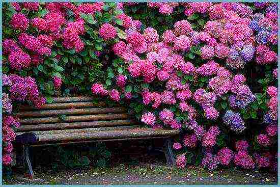 red hydrangea garden planting and outdoor care