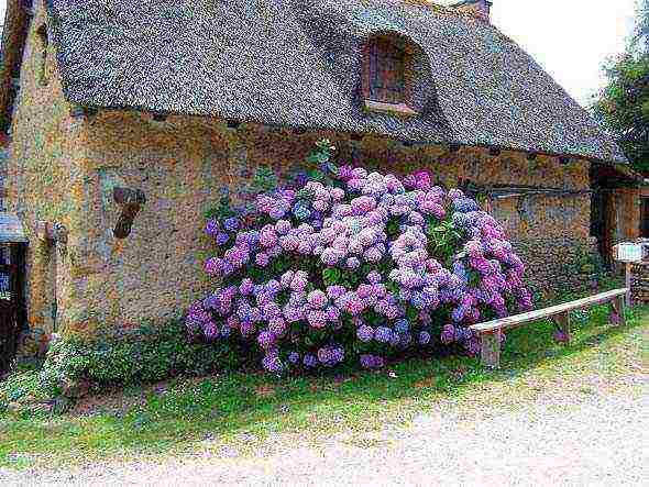 pagtatanim ng red hydrangea garden at pangangalaga sa labas