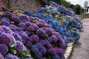 red hydrangea garden planting and outdoor care