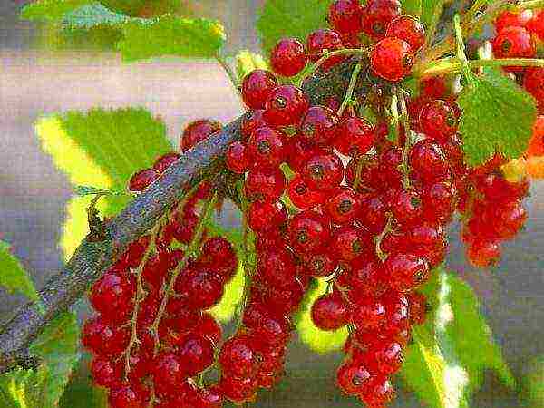 red currant good varieties