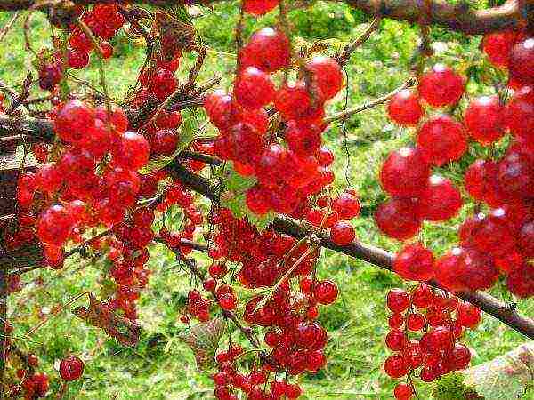 red currant good varieties