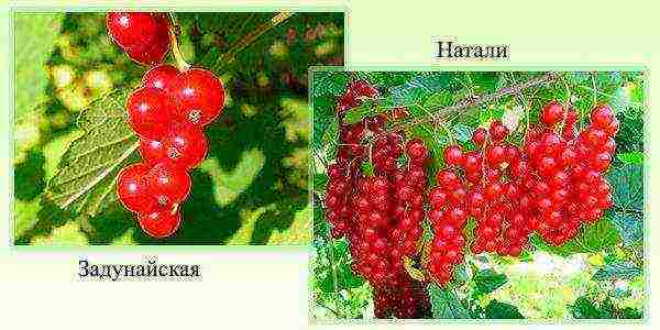 red currant good varieties