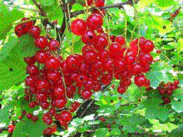 red currant best grade