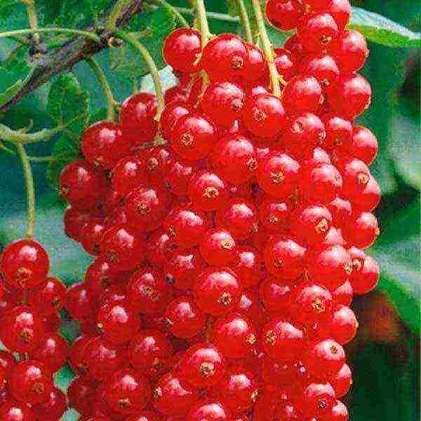 red currant best grade