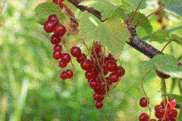 red currant best grade