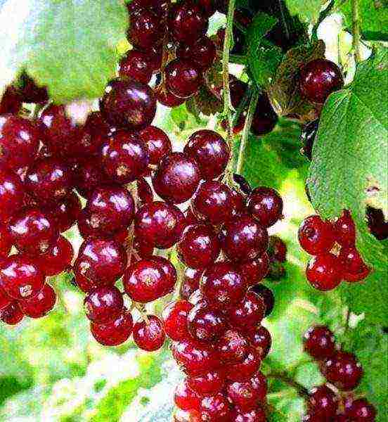 red currant best grade