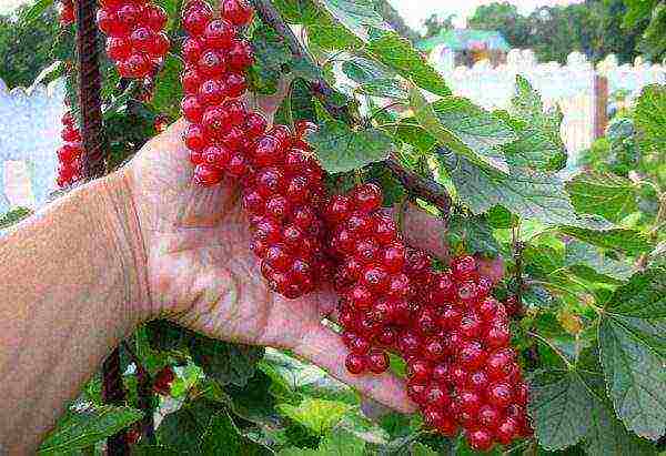 red currant best grade