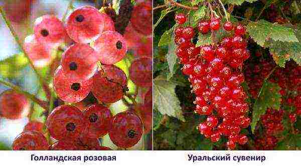 red currant best grade