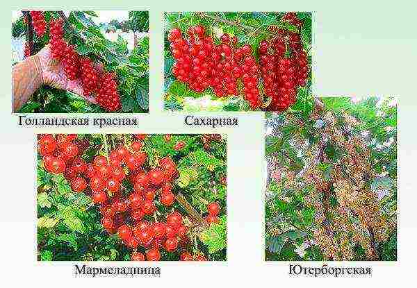 red currant best grade