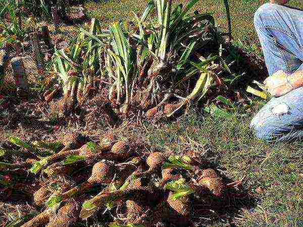 pagtatanim at pag-aalaga ng hardin ng krinum sa bukas na bukid sa mga suburb