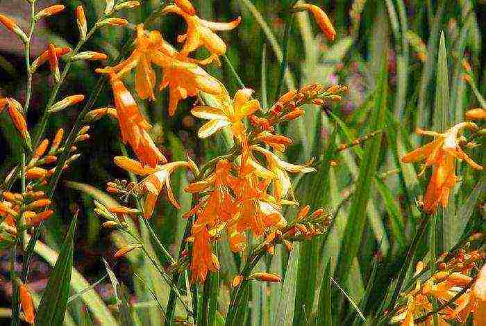 crocosmia ราชาแดง ปลูกและดูแลในทุ่งโล่ง