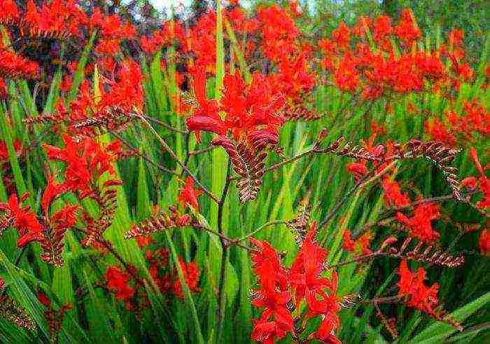 crocosmia red king planting and care in the open field