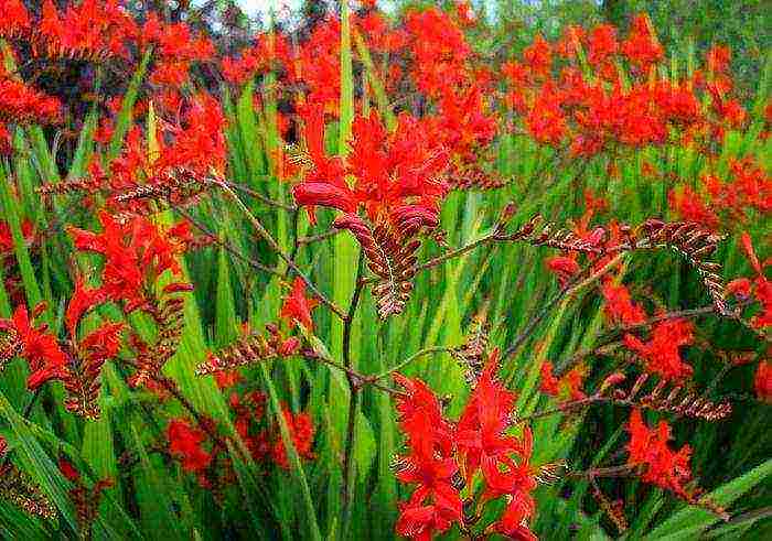 crocosmia ราชาแดง ปลูกและดูแลในทุ่งโล่ง