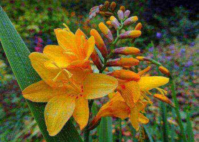 crocosmia ราชาแดง ปลูกและดูแลในทุ่งโล่ง