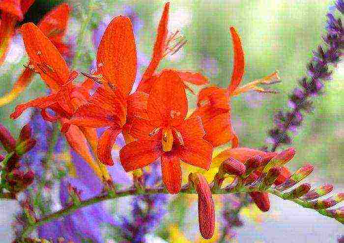 crocosmia ราชาแดง ปลูกและดูแลในทุ่งโล่ง