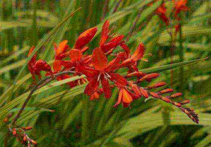 taniman at pag-aalaga ng pulang hari ng crocosmia sa bukas na bukid