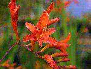 crocosmia ราชาแดง ปลูกและดูแลในทุ่งโล่ง