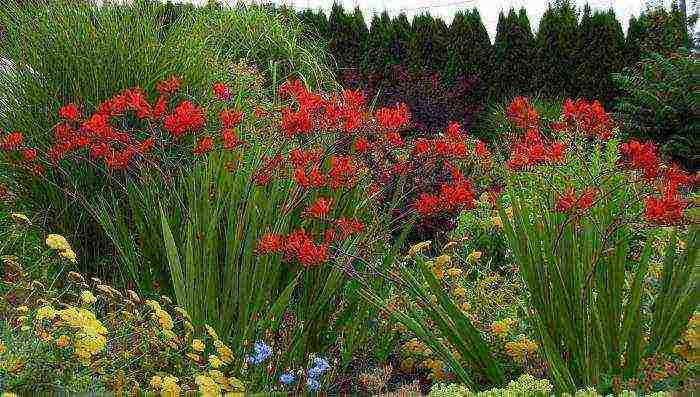 taniman at pag-aalaga ng pulang hari ng crocosmia sa bukas na bukid