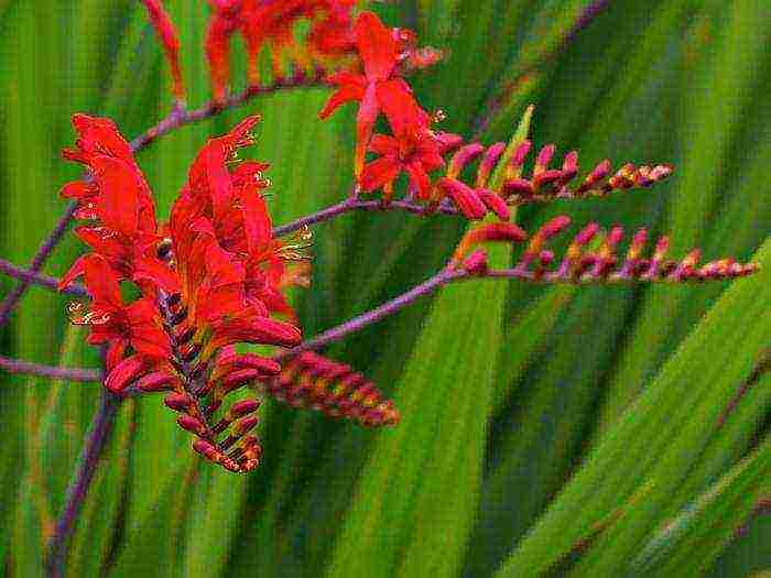 crocosmia ราชาแดง ปลูกและดูแลในทุ่งโล่ง