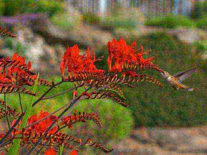 taniman at pag-aalaga ng pulang hari ng crocosmia sa bukas na bukid