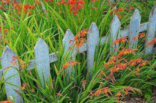 crocosmia ราชาแดง ปลูกและดูแลในทุ่งโล่ง